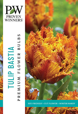 Proven Winner Spring Bulbs:  Tulip:  Crispa tulip, 'Bastia'