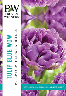 Proven Winner Spring Bulbs:  Tulipa Double Late ‘Blue Wow’