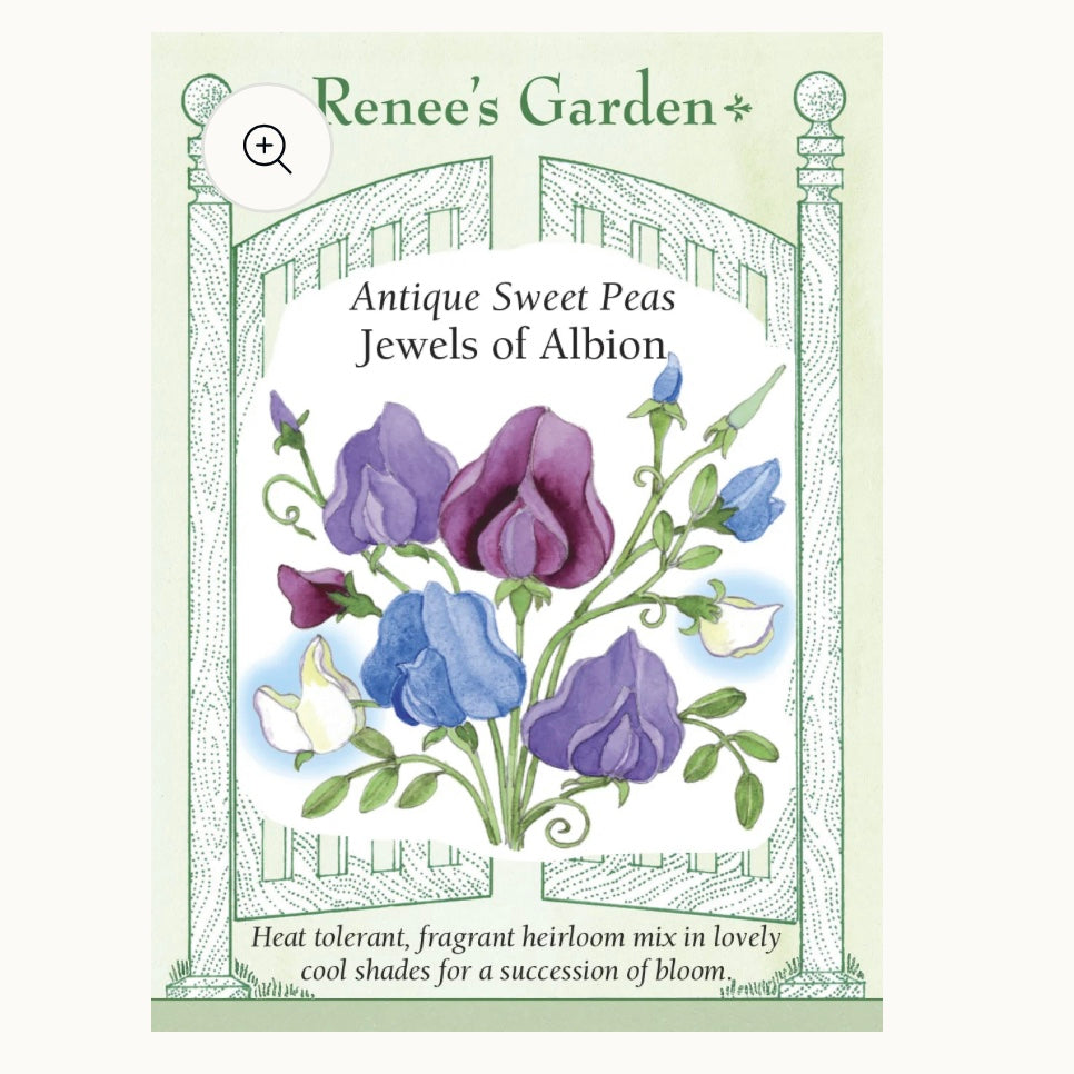 Seeds: Antique Sweet Peas  Jewels of Albion