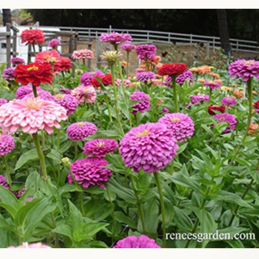 Seeds: Bouquet Zinnias  Berry Basket