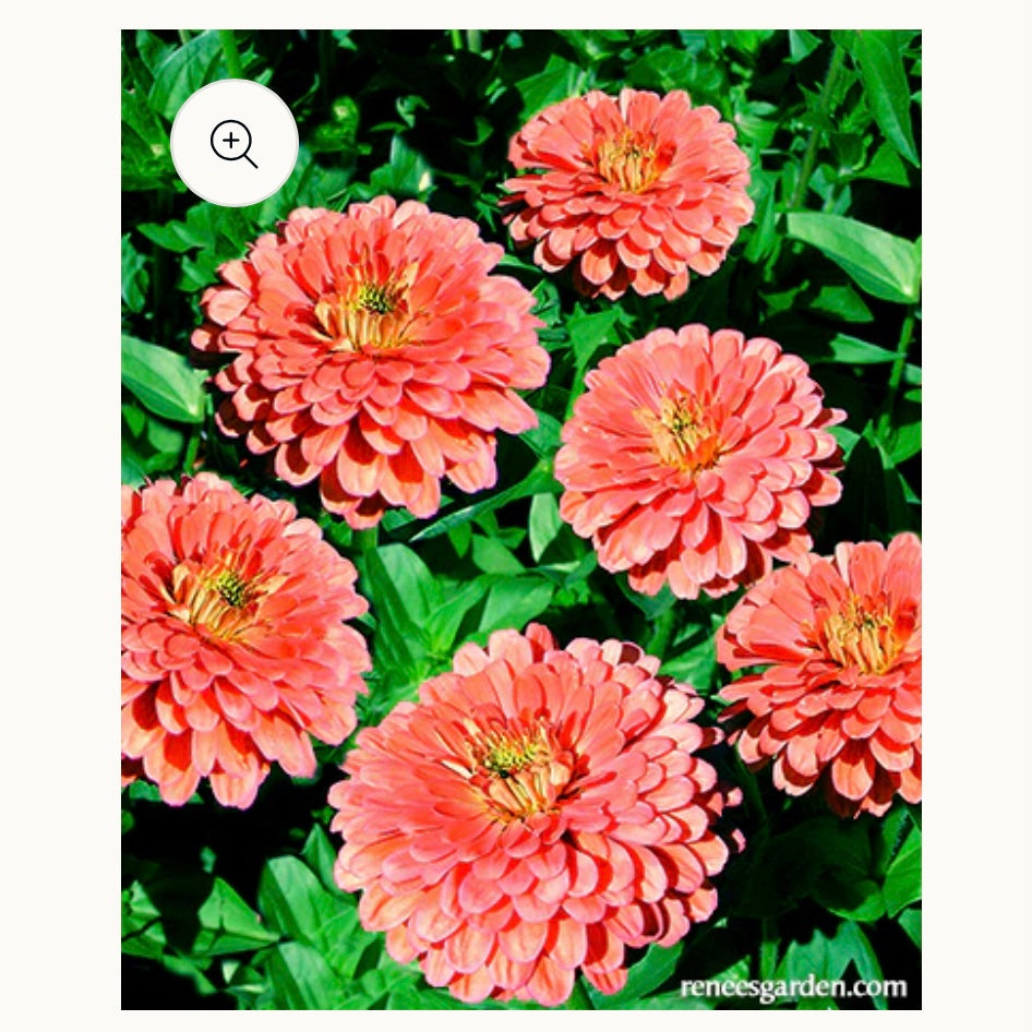 Seeds: Butterfly Zinnias  Apricot Blush