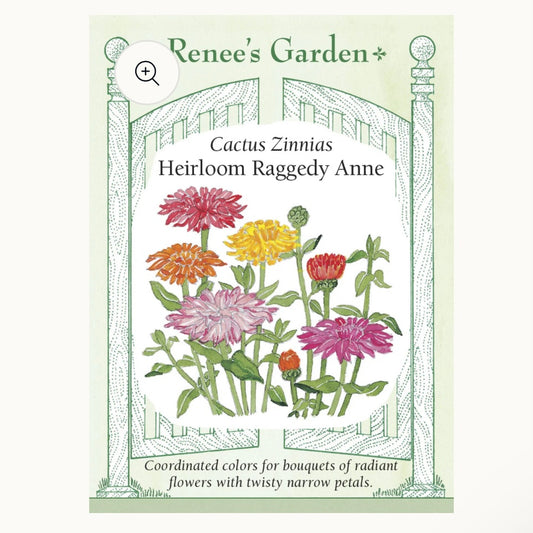 Seeds: Cactus Zinnias  Heirloom Raggedy Anne