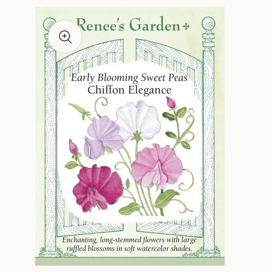 Seeds: Early Blooming Sweet Peas  Chiffon Elegance