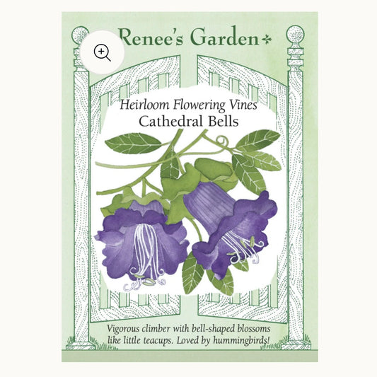 Seeds: Heirloom Flowering Vines  Cathedral Bells