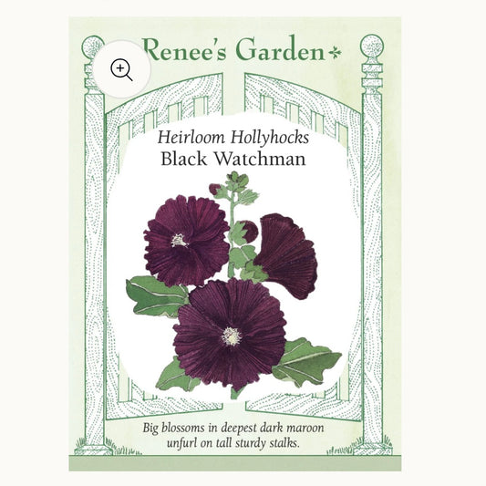 Seeds: Heirloom Hollyhocks  Black Watchman