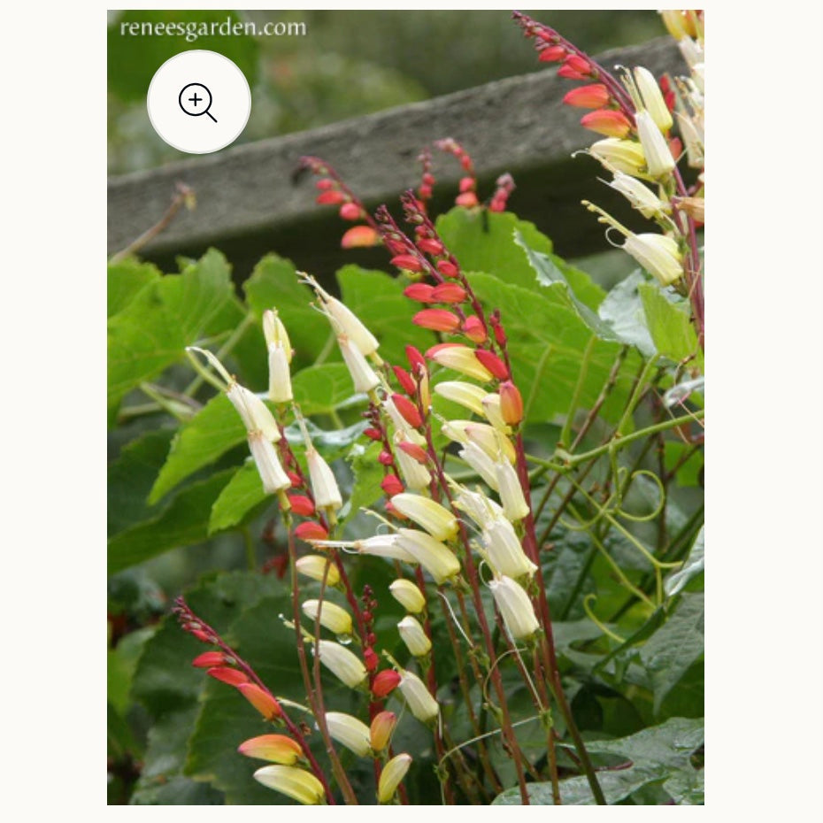 Seeds: Heirloom Mina Lobata  Exotic Love Vine