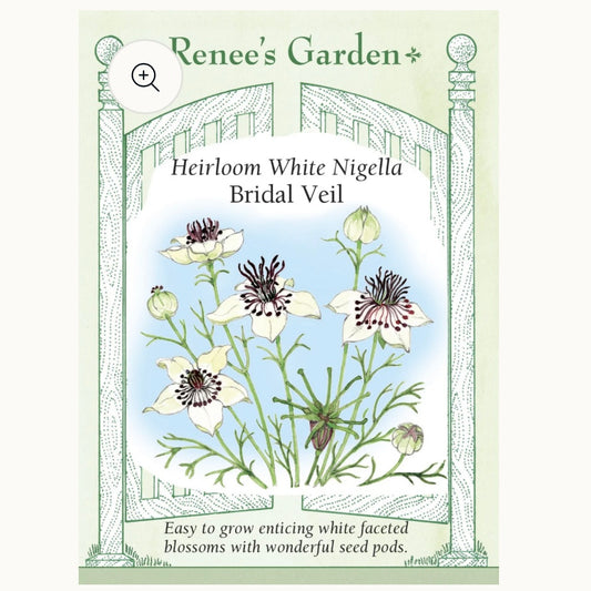 Seeds: Heirloom White Nigella  Bridal Veil