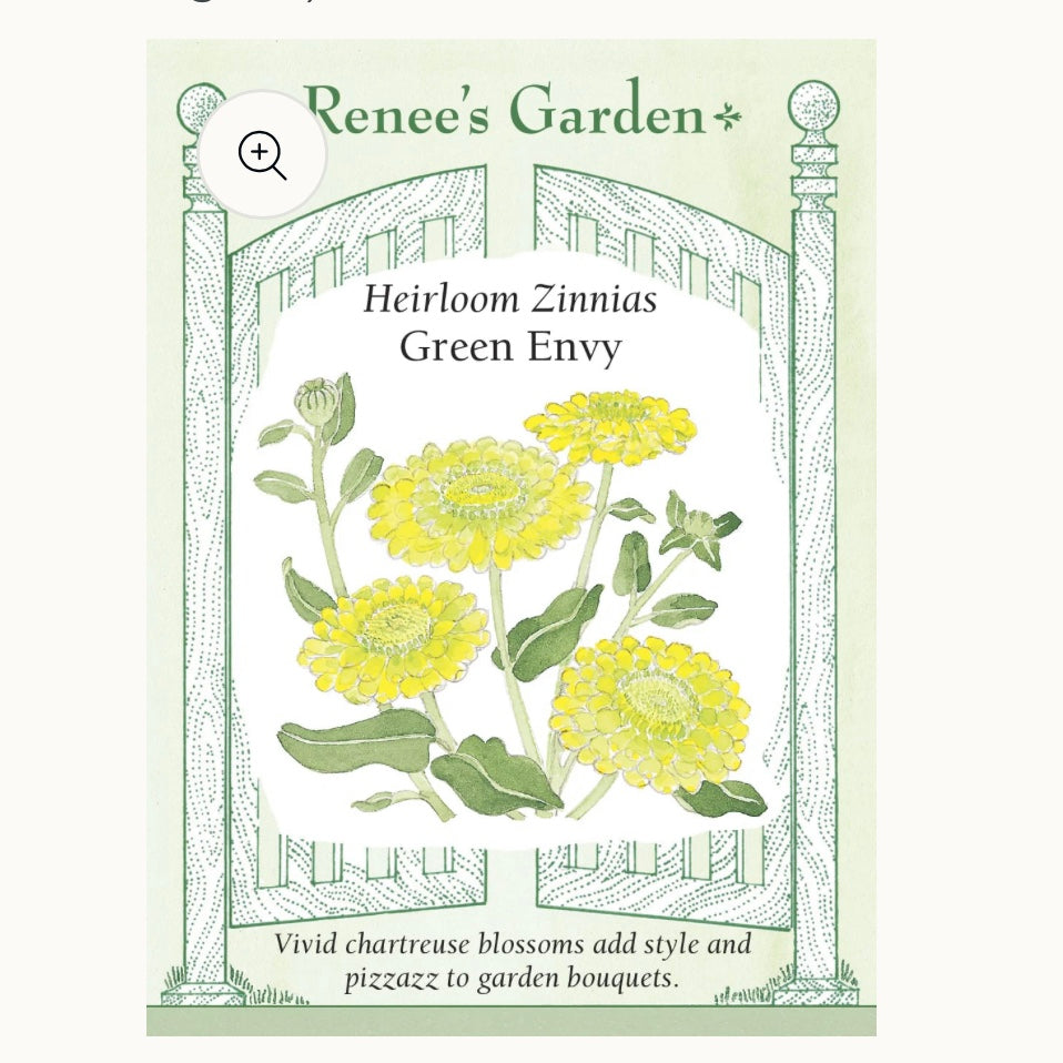 Seeds: Heirloom Zinnias  Green Envy