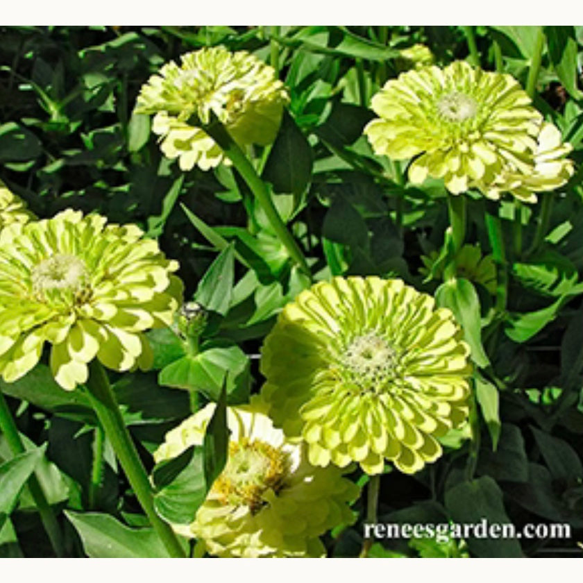 Seeds: Heirloom Zinnias  Green Envy