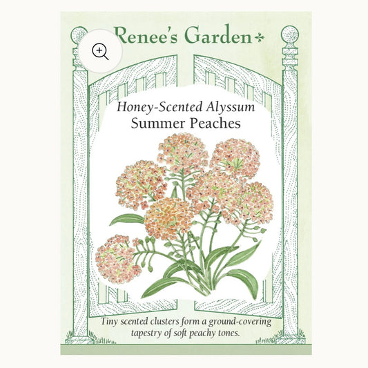 Seeds: Honey-Scented Alyssum Summer Peaches