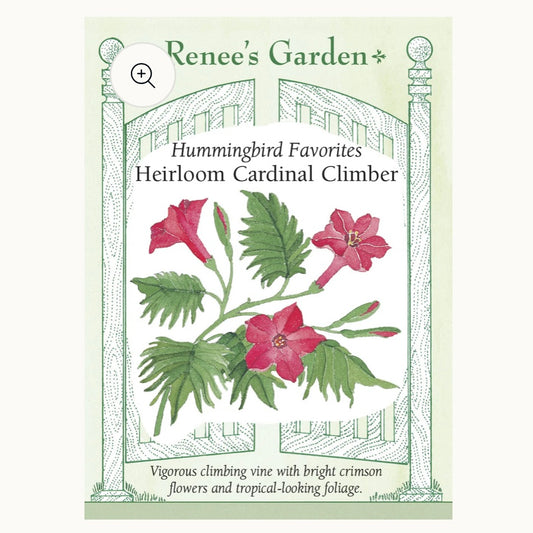 Seeds: Hummingbird Favorites  Heirloom Cardinal Climber