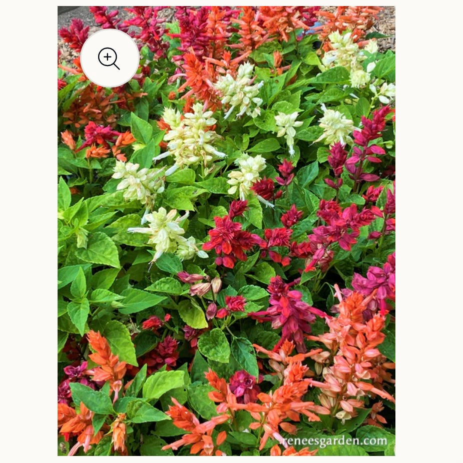 Seeds: Hummingbird Salvia  Firelight Mix