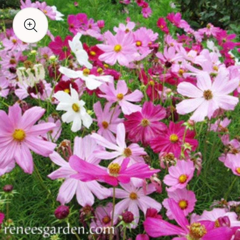 Seeds: Kneehigh Cosmos  Sonata Mix