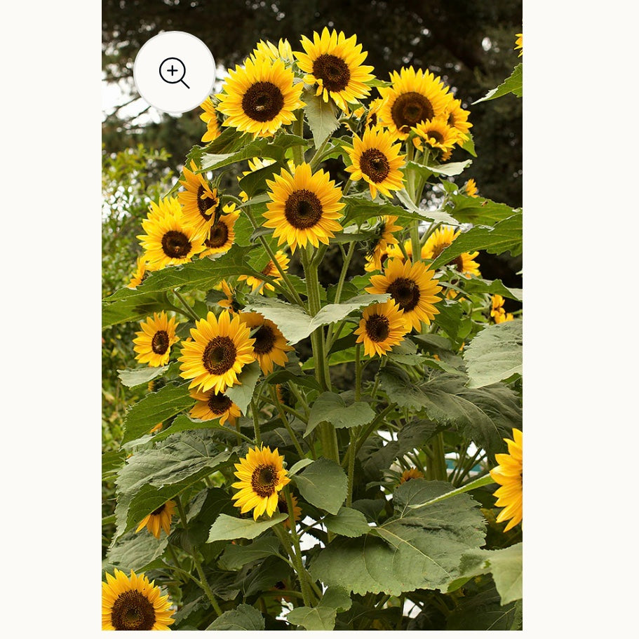 Seeds: Long-Lasting Sunflowers  High Noon