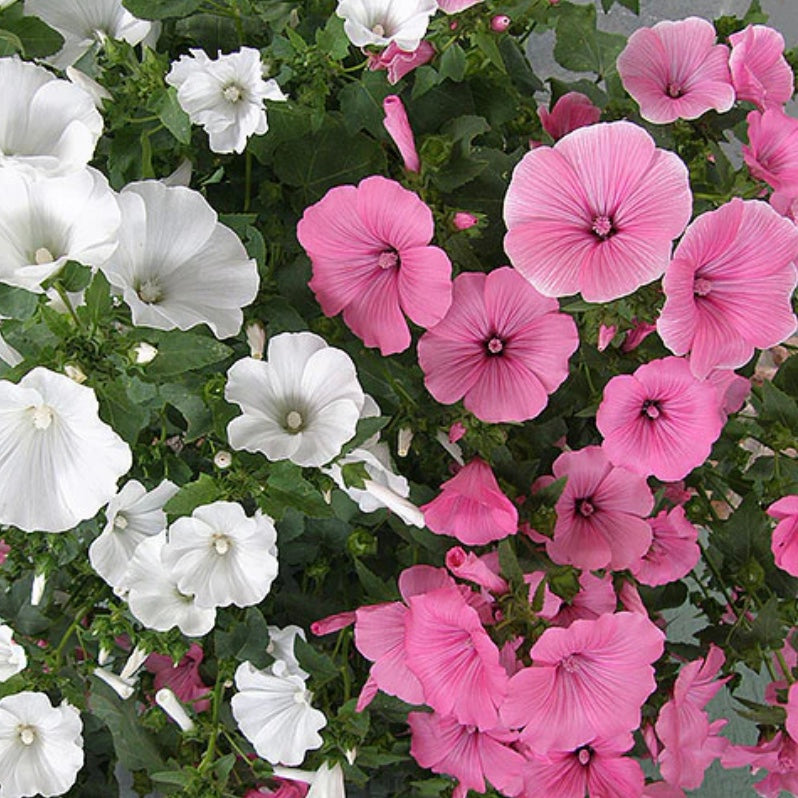 Seeds: Pollinator Flowers  Patio Pastels Lavatera