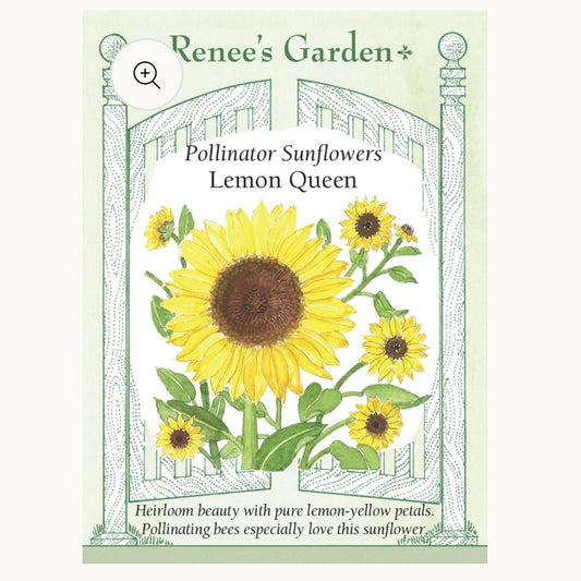 Seeds: Pollinator Sunflowers  Lemon Queen