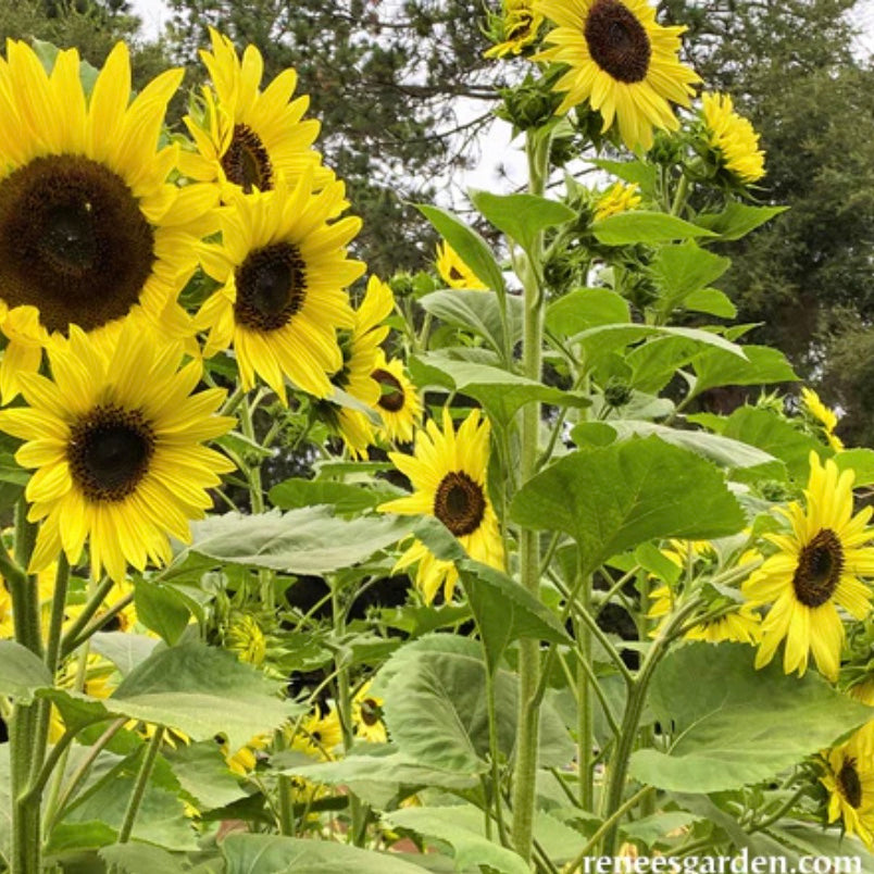 Seeds: Pollinator Sunflowers  Lemon Queen