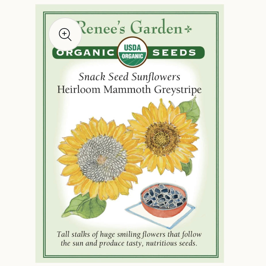 Seeds: Snack Seed Sunflowers  Heirloom Mammoth Greystripe