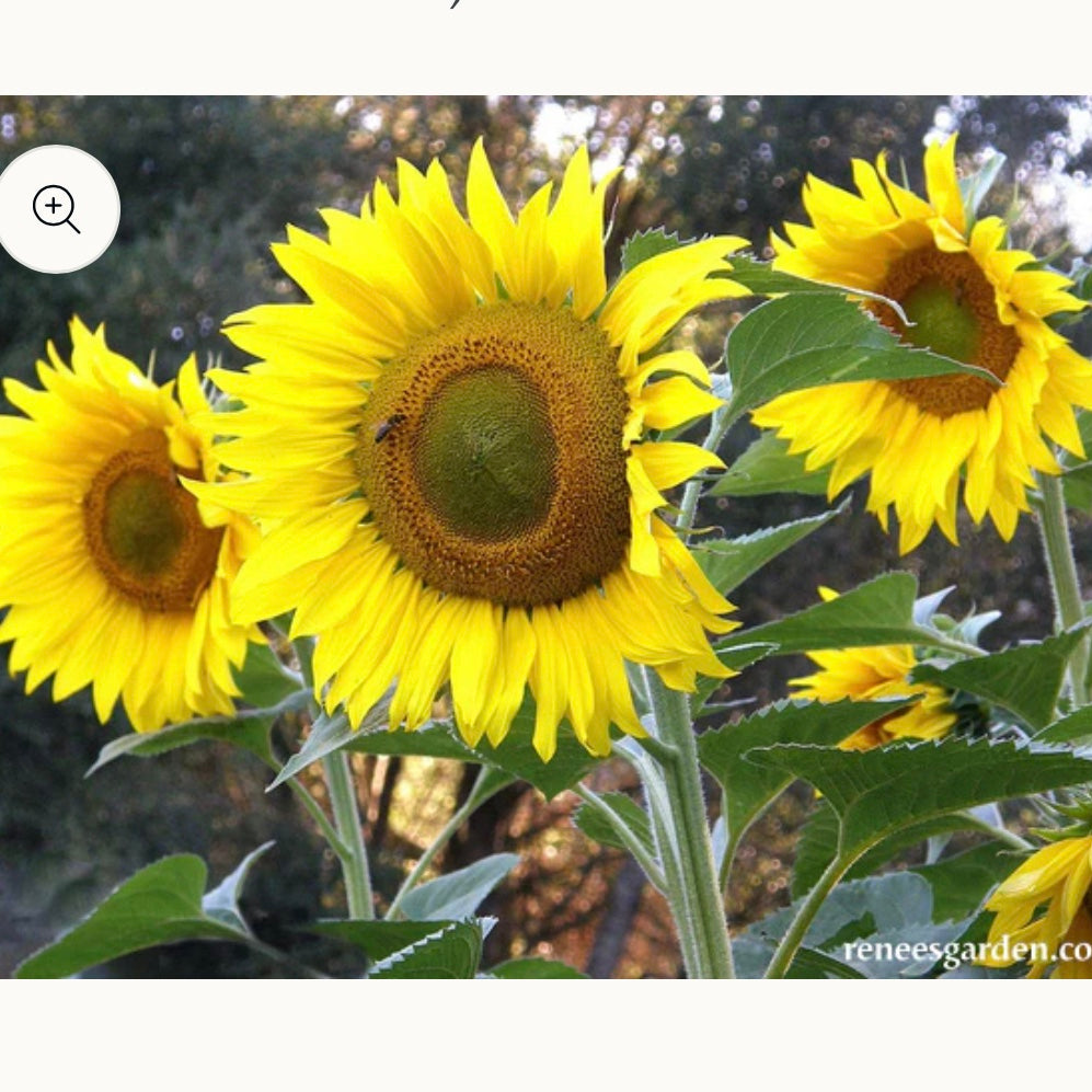 Seeds: Snack Seed Sunflowers  Heirloom Mammoth Greystripe