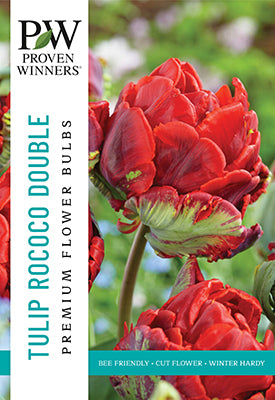 Proven Winner Spring Bulbs:  Tulip:  Parrot Tulip ‘Rococo Double’