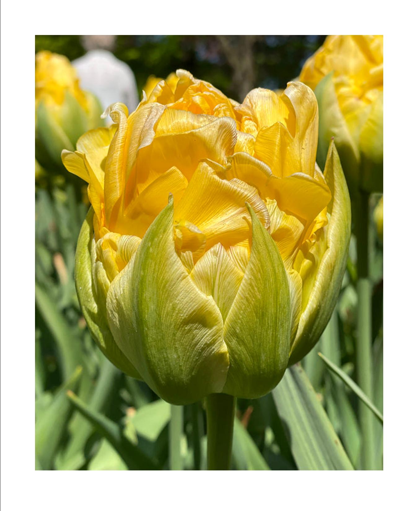 Proven Winner Spring Bulbs:  Double Tulip:  Vanilla Coup