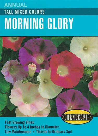 Seeds: Tall Mixed Color Morning Glory